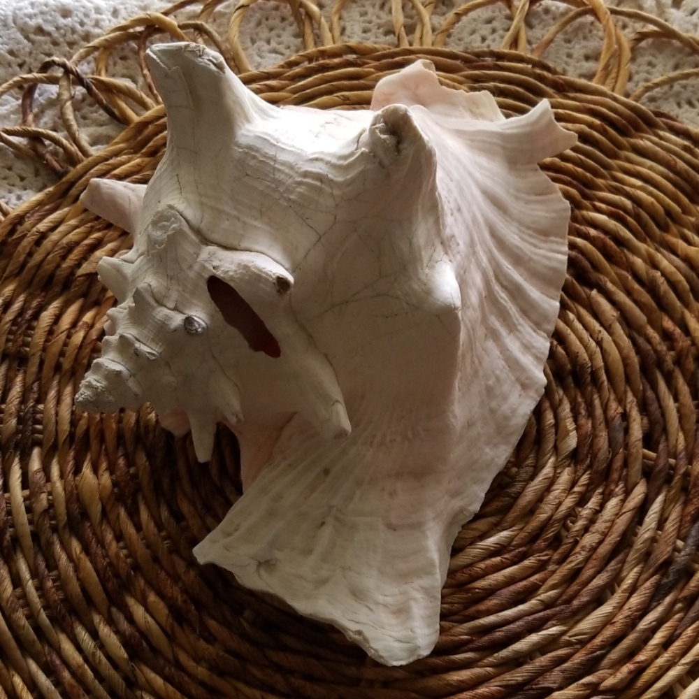 Large Seashell